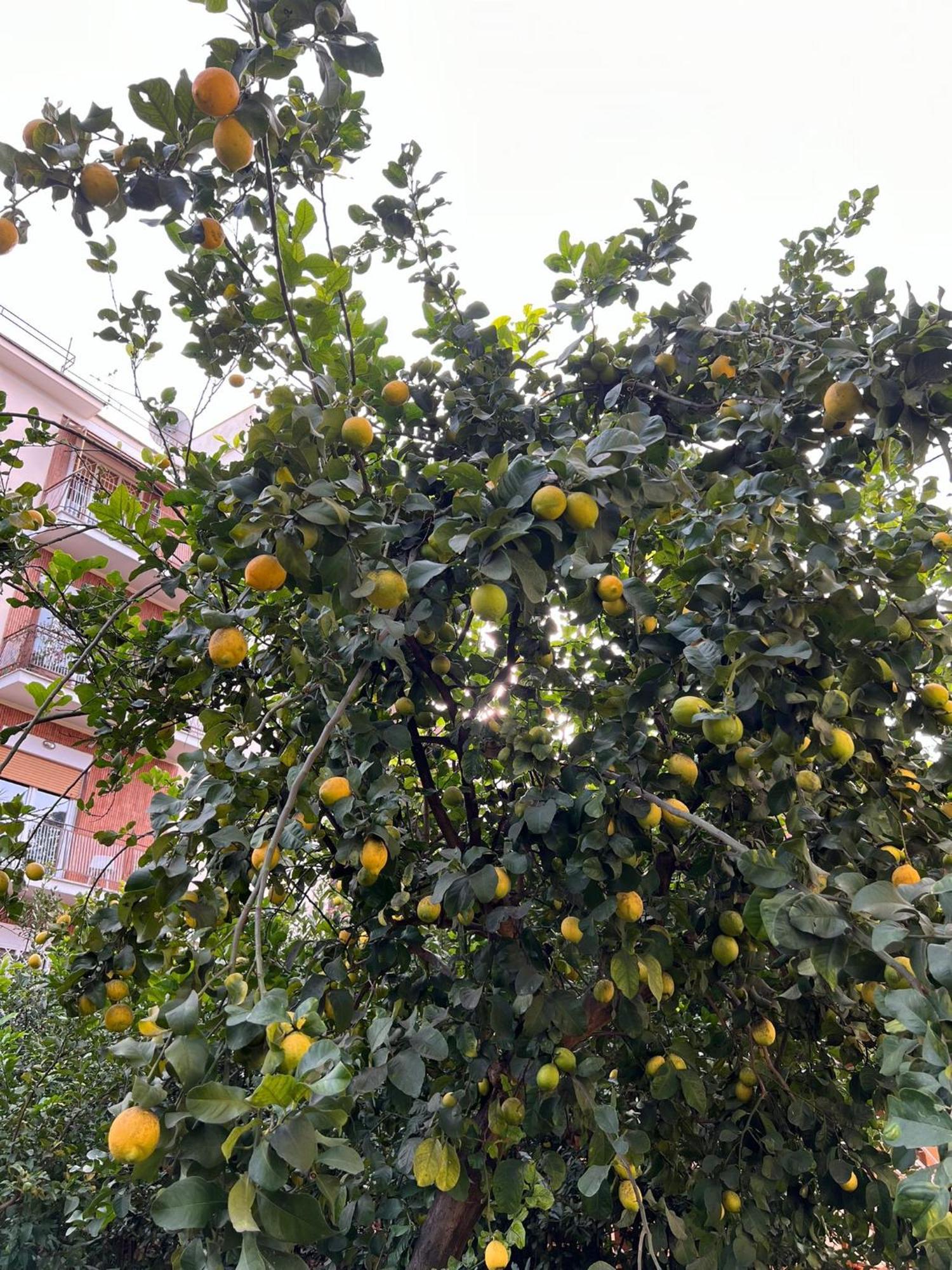 Green Park San Pancrazio Рим Екстериор снимка